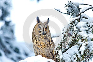 Long-eared Owl Asio otus