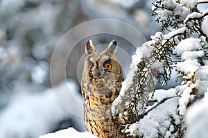 Long-eared Owl Asio otus