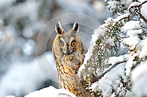 Long-eared Owl Asio otus