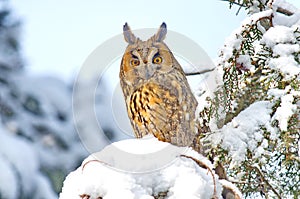 Long-eared Owl Asio otus