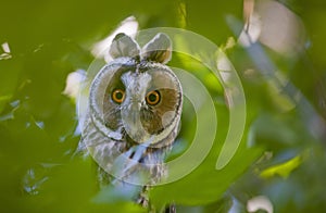 Long-eared Owl (Asio otus)