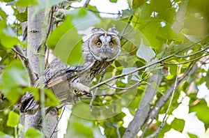 Long-eared Owl (Asio otus)