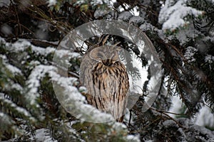 The long-eared owl (Asio otus)