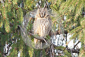 Long-eared owl / Asio otus