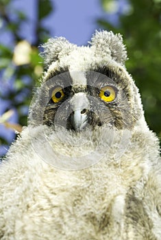 Long-eared owl (Asio otus)