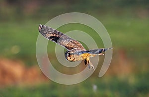 Long-eared Owl Asio otus