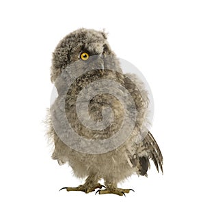 Long-eared Owl - Asio otus (7 weeks) photo