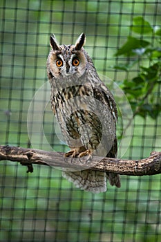 Long-eared owl (Asio otus).