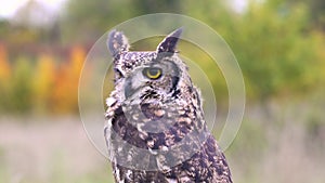 Long-eared Owl Asio otus