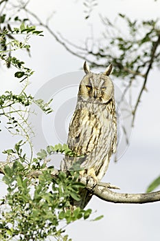 Long-eared owl (Asio otus) adult