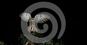 Long Eared Owl, asio otus, Adult in Flight, Normandy in France,