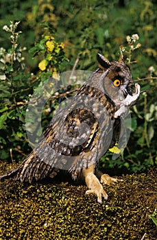 Long Eared Owl, asio otus, Adult with a Prey in Beak, a Garden dormouse