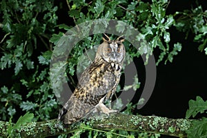 Long Eared Owl, asio otus, Adult standing on Branch, Normandy