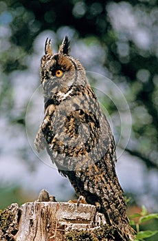 Long-Eared Owl, asio otus, Adult standing on Stump