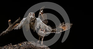 Long Eared Owl, asio otus, Adults in Flight, Normandy in France,