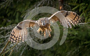 The long-eared owl, also known as the northern long-eared owl