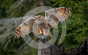 The long-eared owl, also known as the northern long-eared owl