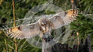 The long-eared owl, also known as the northern long-eared owl