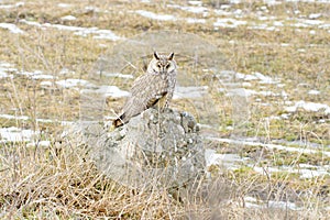 Long-eared owl (Asio otus) / Asio otus