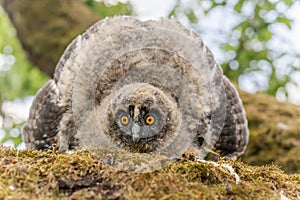 Long-eared Owl (Asio otus) chick spreading its wings to intimidate perched on a branch in an orchard