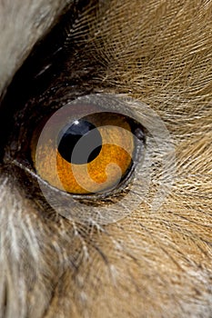 LONG-EARED OWL asio otus, CLOSE-UP OF EYE