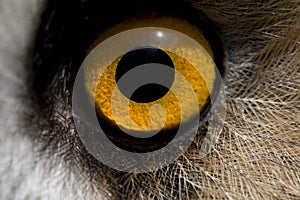 Long-Eared Owl, asio otus, Close up of Eye, Normandy