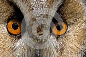 Long-eared Owl, asio otus, Close up of Head