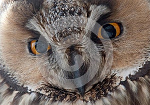 The Long-eared Owl - Asio otus eyes.