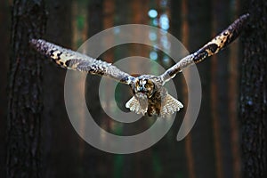 Long-eared Owl (Asio otus) flaying between trees in forest
