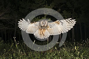 Long-eared owl Asio otus, in flight, flying