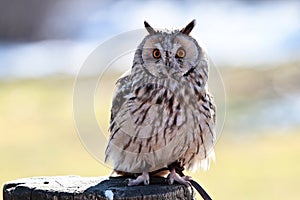 The long-eared owl, Asio otus in a german nature park