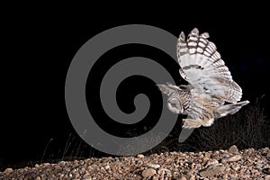 Long-eared owl Asio otus, Hunting, in flight, flying