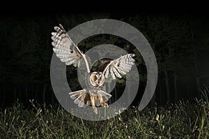 Long-eared owl Asio otus, Hunting at night, in flight