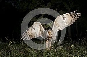 Long-eared owl Asio otus, Hunting at night, in flight, flying