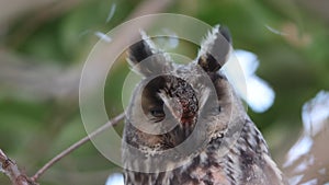 Long-eared Owl (Asio otus) in Japan