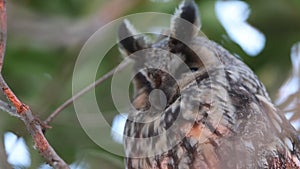 Long-eared Owl (Asio otus) in Japan