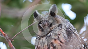 Long-eared Owl (Asio otus) in Japan