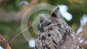 Long-eared Owl (Asio otus) in Japan