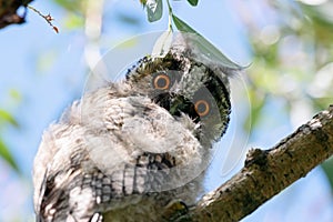 Long-eared owl asio otus juvenile