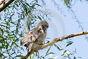 Long-eared owl asio otus juvenile