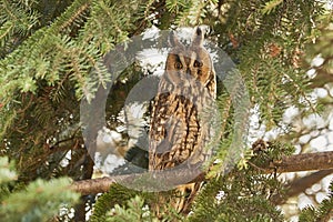 Long-eared owl Asio otus in natural habitat