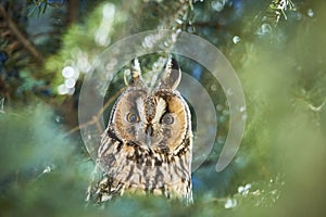 Long-eared owl Asio otus in natural habitat