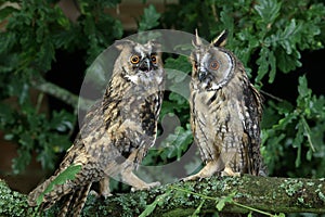 Long-Eared Owl, asio otus, Normandy