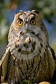 Long-eared Owl, asio otus, Normandy