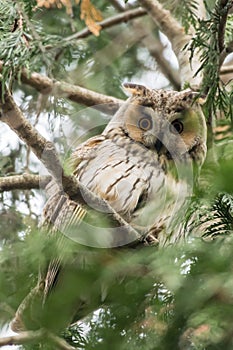 Long-eared owl, Asio otus, perched on a pine-tree branch