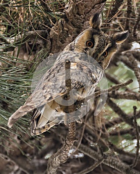 Long-eared owl (Asio otus) perched on a pine tree (Pinus).