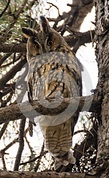 Long-eared owl (Asio otus) perched on a pine tree (Pinus).