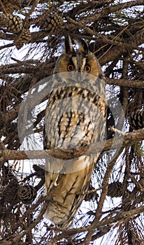 Long-eared owl (Asio otus) perched on a pine tree (Pinus).