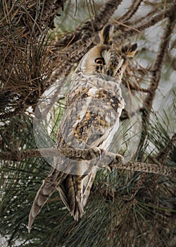 Long-eared owl (Asio otus) perched on a pine tree (Pinus).