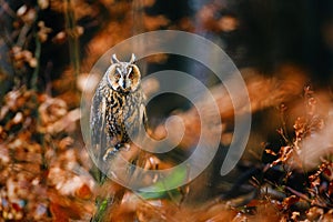 Long-eared owl, Asio otus, perched on rotten mossy branch in colorful orange forest. Autumn in nature.